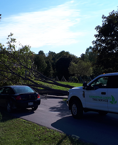 Emergency Storm Clean Up Kawartha Lakes Tree Service Ontario