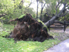 Emergency Tree Service Storm Clean Up Kawartha Lakes Ontario