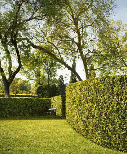 Hedge Trimming Kawartha Lakes Tree Service Ontario