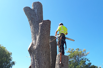 Kawartha Lakes Tree Service