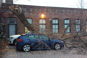 Emergency Storm Clean Up Kawartha Lakes Tree Service Ontario 