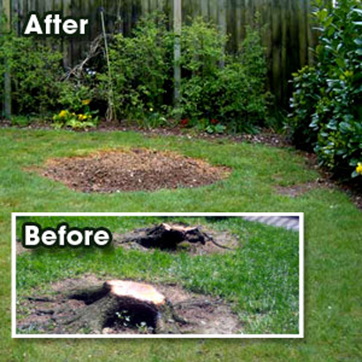 Stump Removal Kawartha Lakes Tree Service Ontario