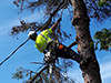 Tree Pruning Kawartha Lakes Ontario