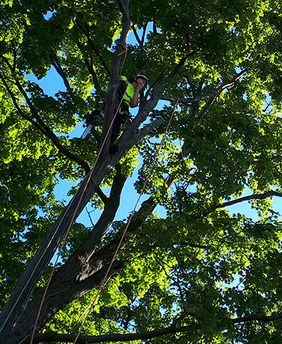 Tree Pruning Kawartha Lakes Tree Service Ontario 