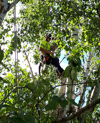 Tree Pruning Kawartha Lakes Tree Service Ontario  