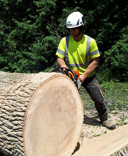 Tree Removal Kawartha Lakes Fenelon Falls Ontario