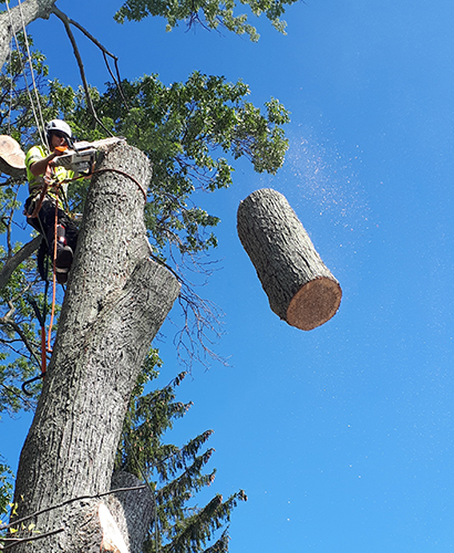 Tree Removal Kawartha Lakes Bobcaygeon Ontario