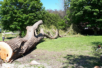 Kawartha Lakes Tree Service