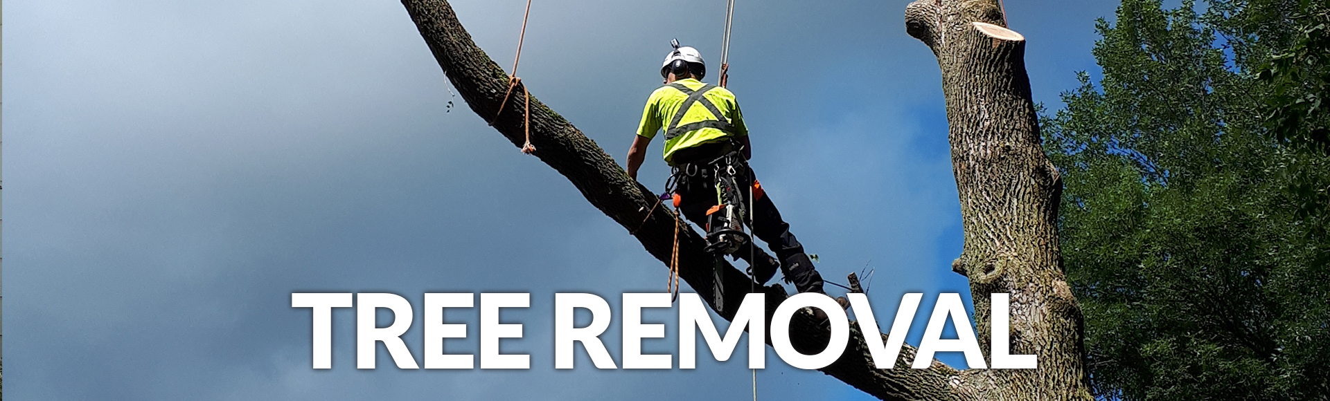 Tree Removal Kawartha Lakes Ontario